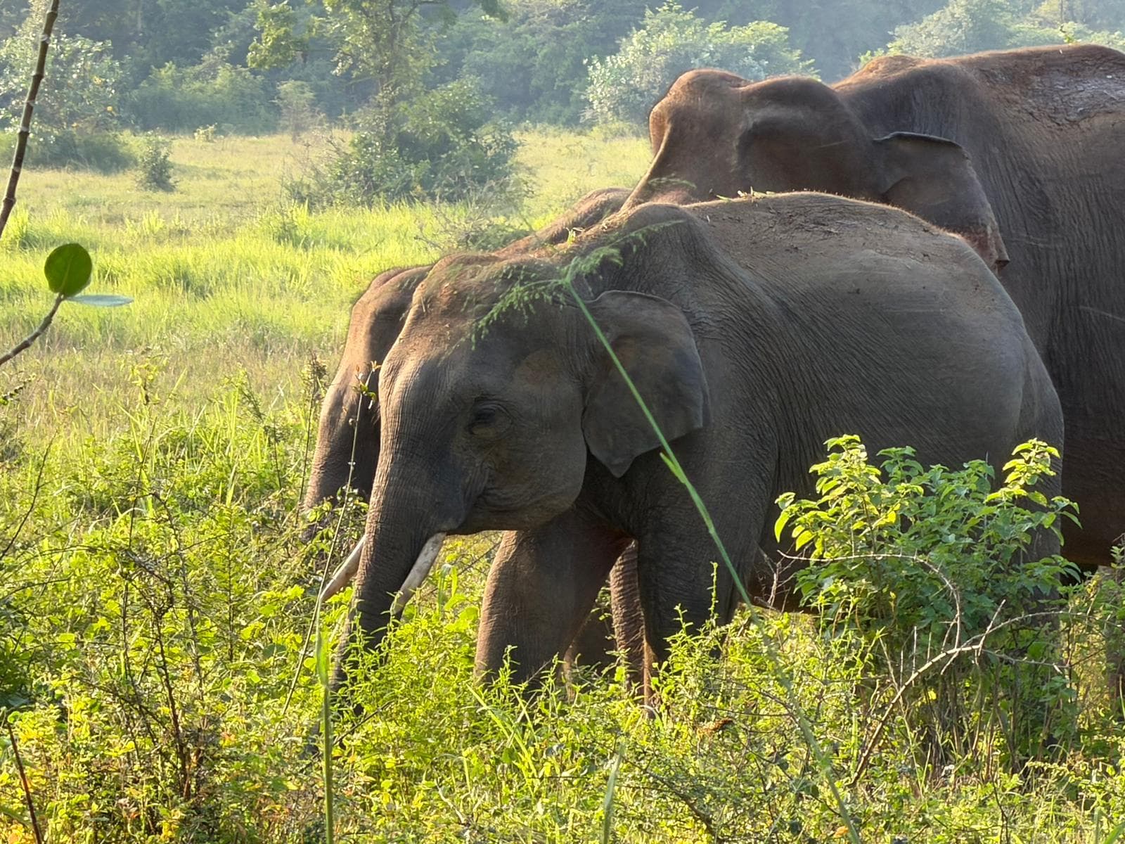 Morning Safari Wasgamuwa Short Option