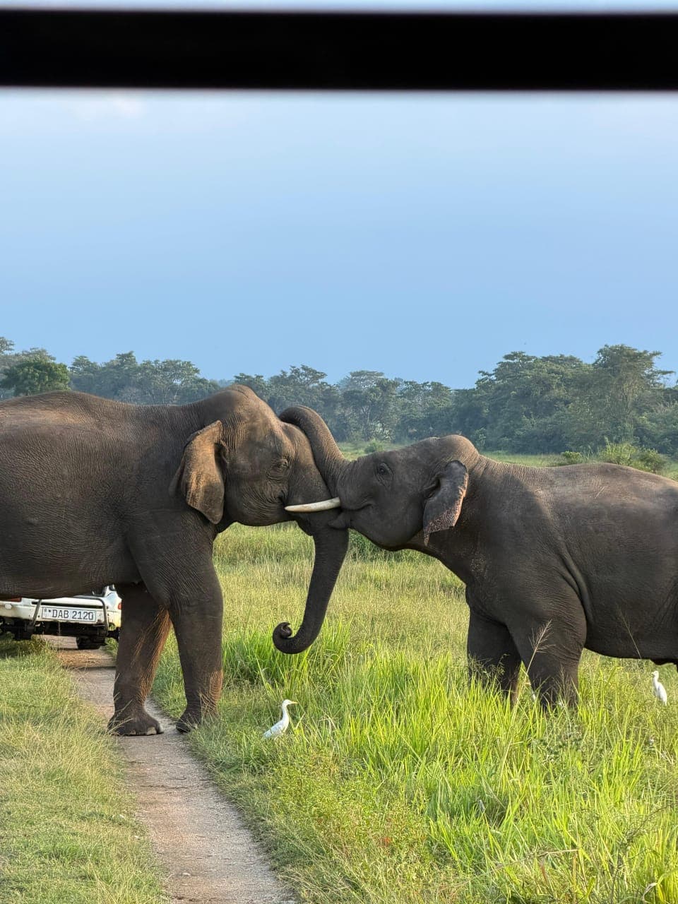 Extended Morning Safari Wasgamuwa