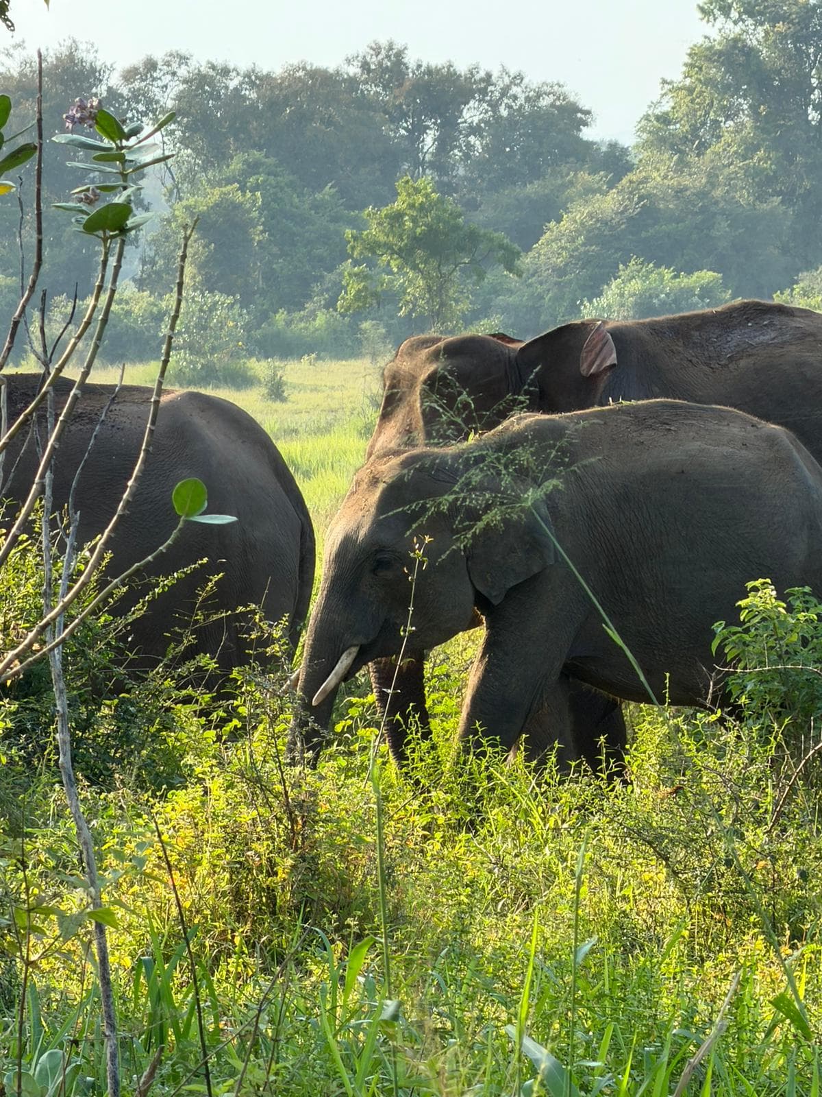 Evening Safari Wasgamuwa Short