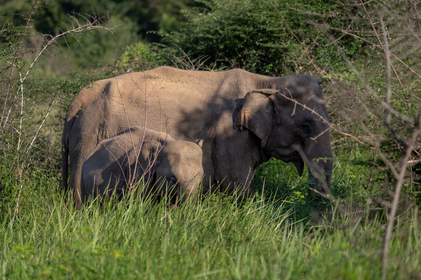Extended Evening Safari Wasgamuwa