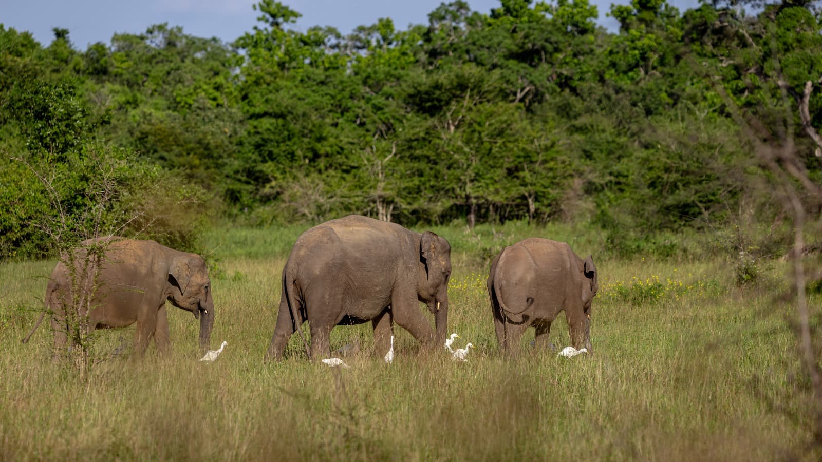 Full Day Safari Wasgamuwa