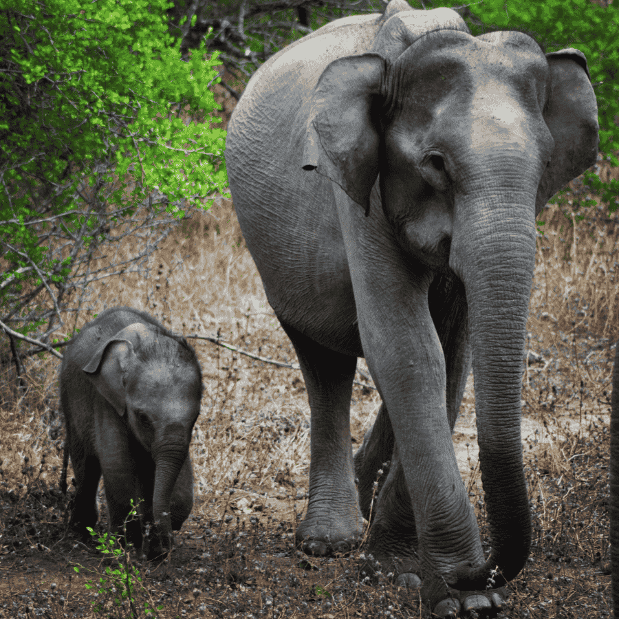 Wild Sri Lankan Elephant in Wasgamuwa