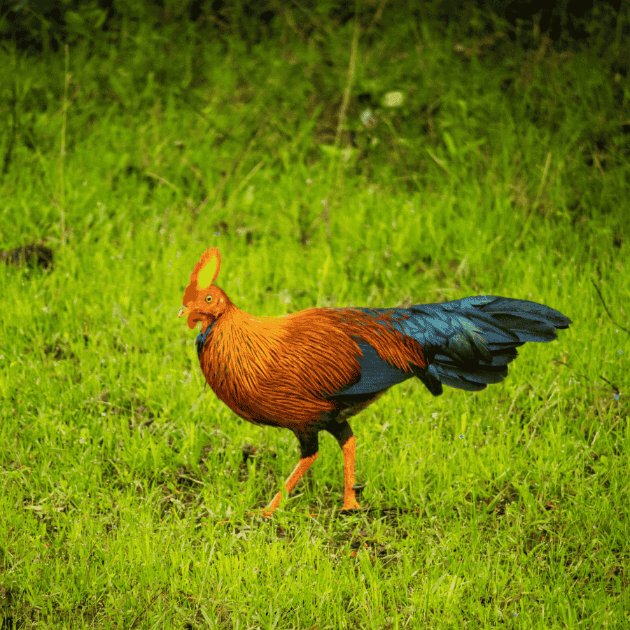 Bird Watching Wasgamuwa