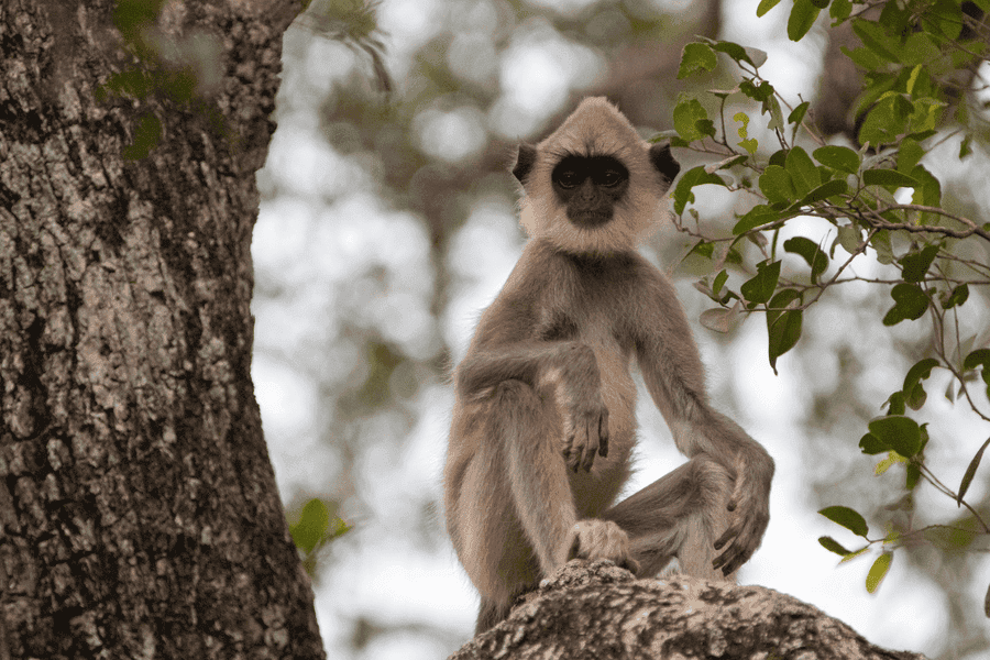 Safari Clothing Guide