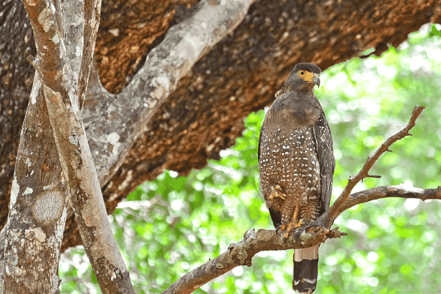 Wasgamuwa vs Minneriya Comparison