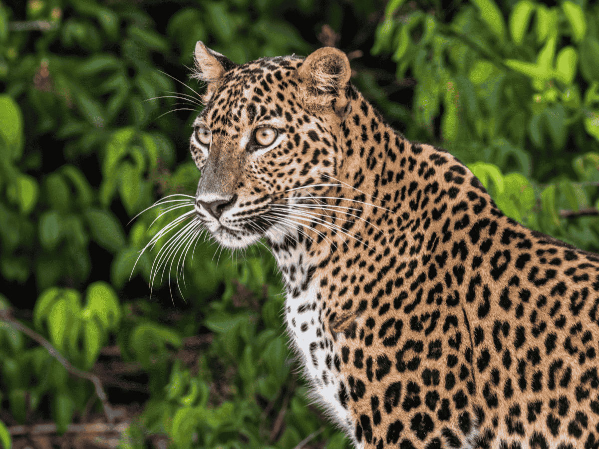 Wild elephant in Wasgamuwa