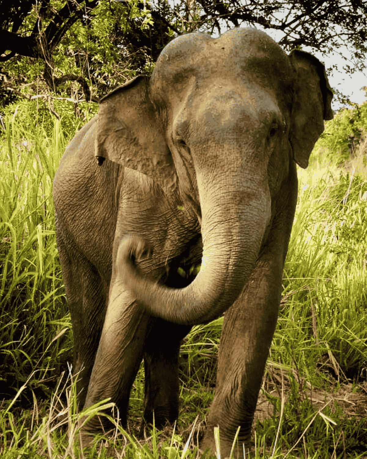 Safari Jeep with Tourists at Hwange National Park