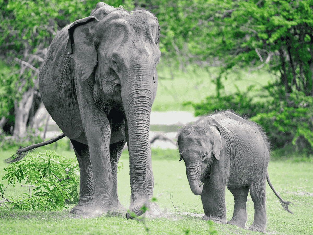 Elephant Gathering Wasgamuwa