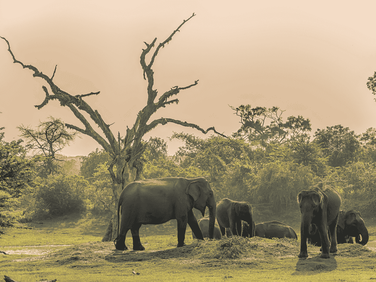 Evening Safari Wasgamuwa Short